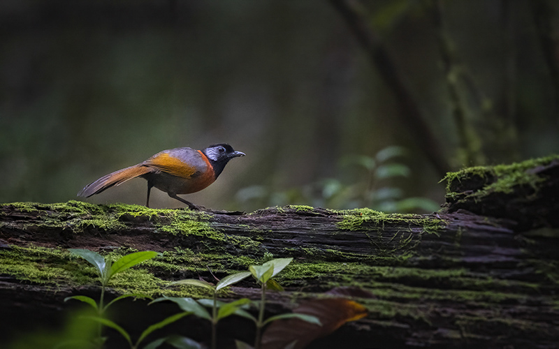 Collared Laughingthrush at Da Lat Plateau, Southern Vietnam - endemic birds of Vietnam - Photo by Bui Duc Tien